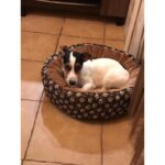 Culcus moale cu perna, pentru caine/pisica, culoare gri, impermeabil, baza antiderapanta, 50 cm - imagine 6